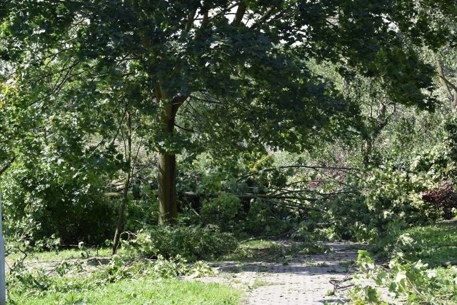 Władze Gniezna przypominają, że do usuwania zaległych gałęzi i pni drzew z parków, skwerów, terenów zielonych, dróg gminnych oraz innych nieruchomości miejskich, upoważnione są tylko odpowiednie służby porządkowe oraz firmy działające na zlecenie miasta.