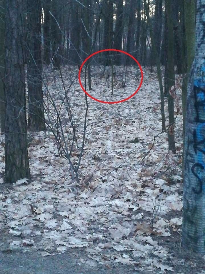 Mieszkaniec Solca widział wilka w parku i w okolicy domu...