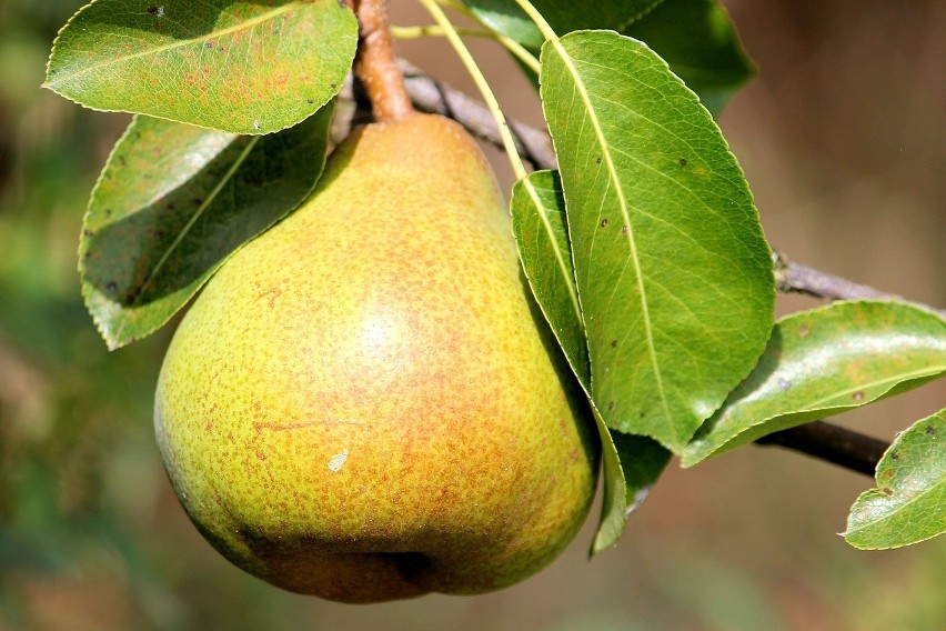 Jak wpływa susza na drzewa owocowe? Jak nawozić je w naturalny sposób? Przyda się mniszek lekarski!