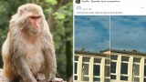 Małpa widziana na dachu technikum w Zgorzelcu nie żyje. Potrącił ją samochód