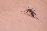 Ekspertka ostrzega. Nad Europą wiszą kolejne epidemie