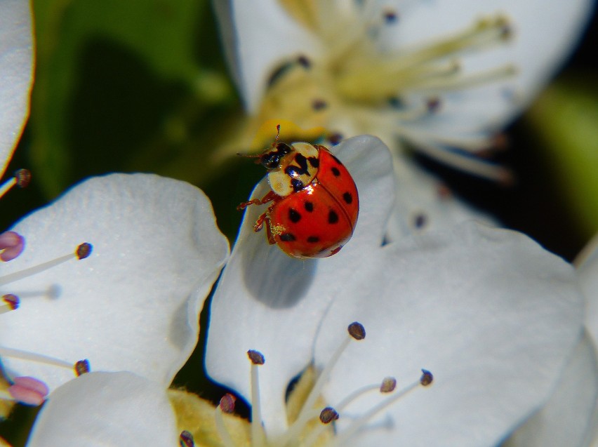 Biedronka azjatycka: Harmonia axyridis...