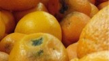 mmkoszalin: Jak można sprzedawać zgniłe owoce?!