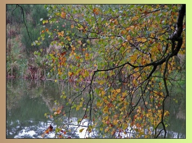 "Ech, ta nasza jesien" - to kilka fotek naszych koszalinskich jesiennych lasów.  