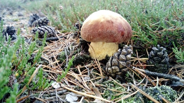 Lasy w pobliżu rzeki Bóbr. Nie ma wysypu, jednak w niektórych miejscach można znaleźć kilka/kilkanaście prawdziwków. Jest też bardzo dużo młodych podgrzybków