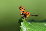 Plaga biedronek azjatyckich. Gryzą, brzydko pachną i wlatują do domów. Jak odróżnić arlekiny od zwyczajnych biedronek? Jak się ich pozbyć?