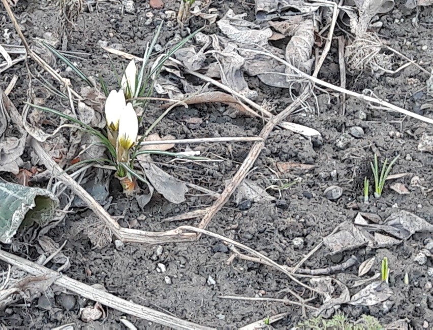 Widać już pierwsze oznaki wiosny w Oświęcimiu i powiecie oświęcimskim. Też zobaczyłeś i uwieczniłeś? Podziel się z nami zdjęciami