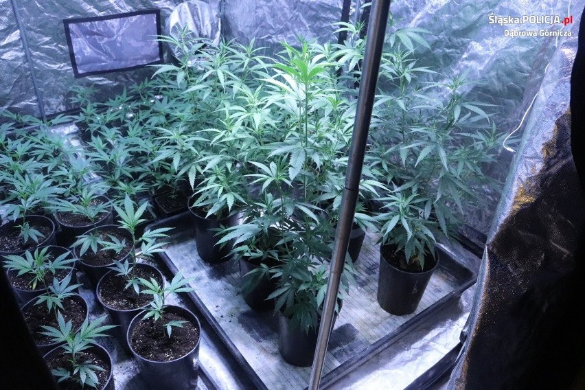 Policjanci z Dąbrowy Górniczej zlikwidowali przydomową plantację z 266 krzakami marihuany. ZDJĘCIA