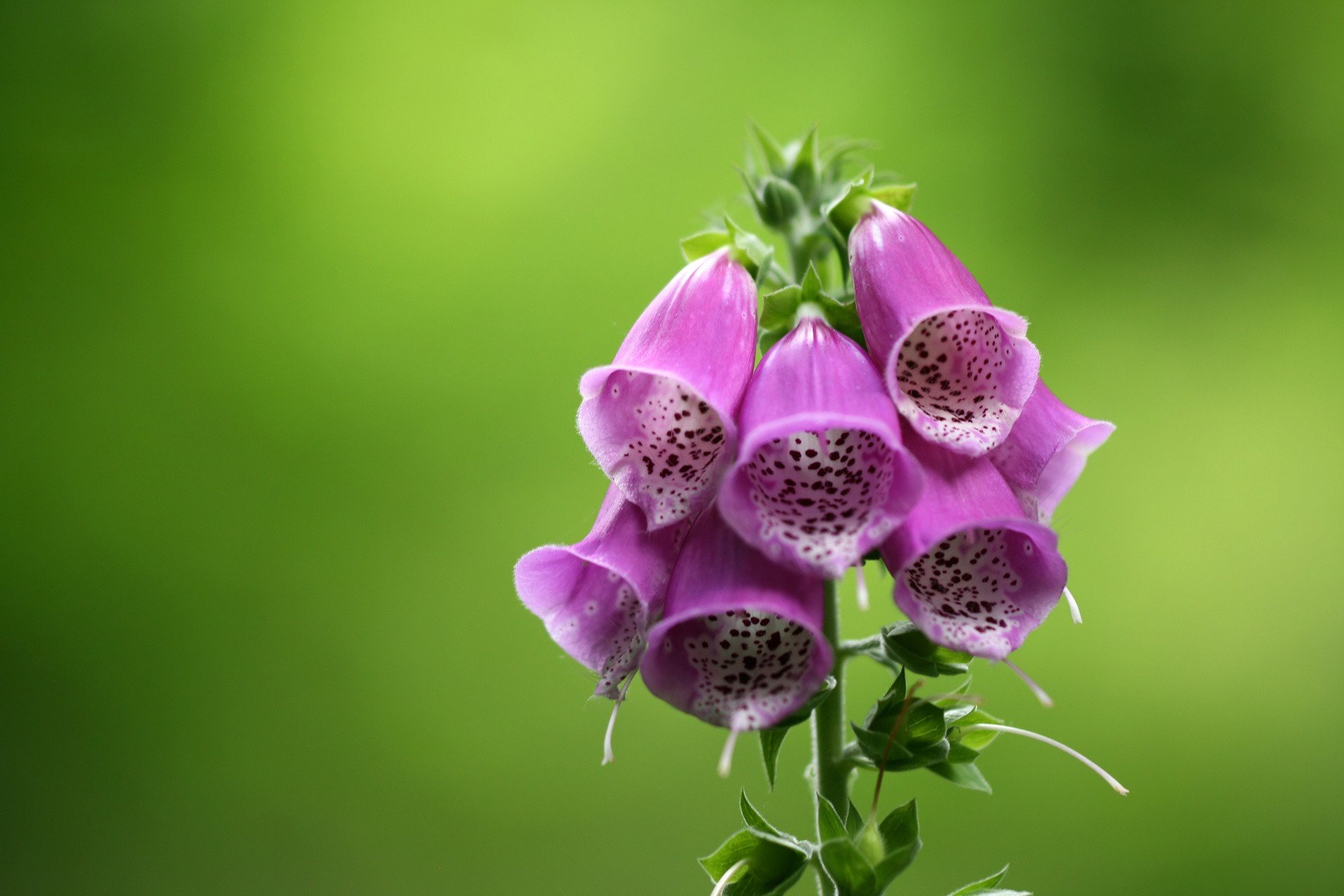 Te piękne rośliny są śmiertelnie niebezpieczne. Nie dajcie się zwieść ich  urodzie: są trujące | Polska Times
