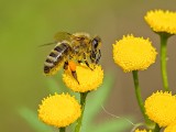 TOP 10 ciekawostek o pszczołach. Tańczą, liczą i rabują