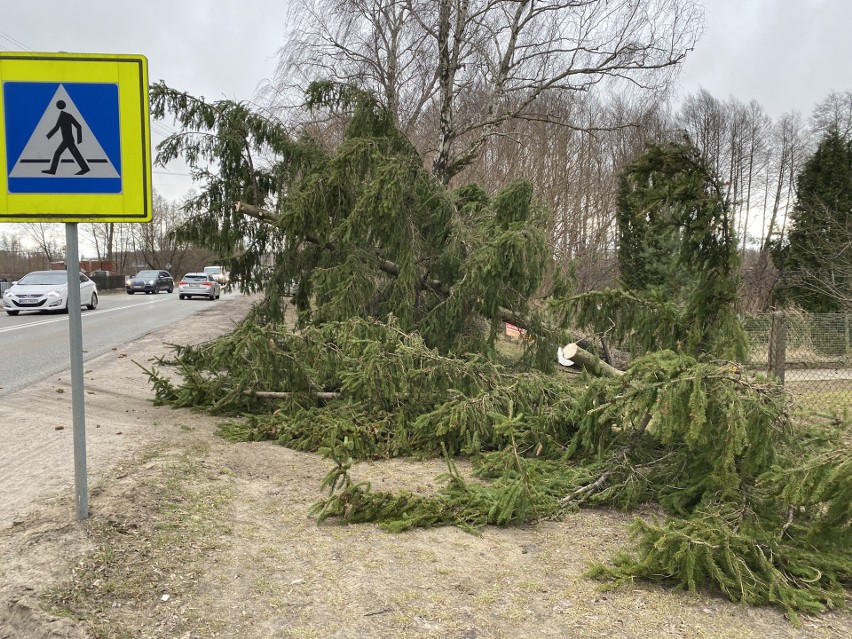 Ostrołęka. Drzewo runęło na drogę krajową nr 53. 19.02.2022. Zdjęcia