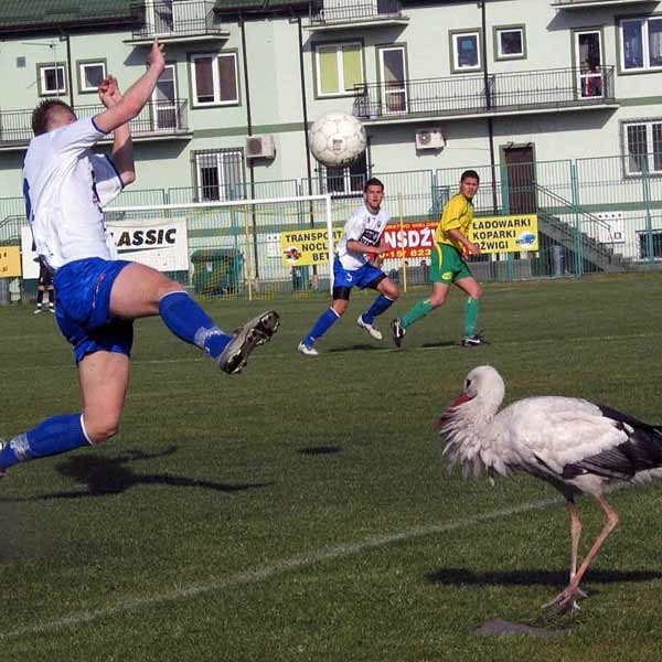 Bocian stał się wiernym kibicem Siarki Tarnobrzeg.