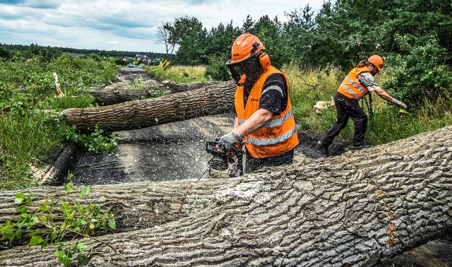 Urzędnicy od 17 czerwca mają na nowo pod kontrolą wycinkę drzew. Ekolodzy zauważają jednak, że przyrodzie nic nie odda straconych okazów, które poszły pod topór przez tzw. Lex Szyszko.