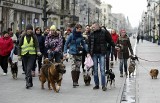 Łódzkie kundelki przemaszerują ulicą Piotrkowską w Łodzi. To trzeci taki "psimarsz" główną ulicą w historii Łodzi