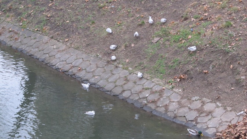 Mewy nad fosą miejską we Wrocławiu