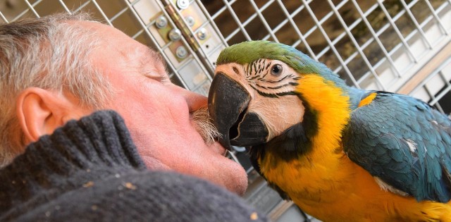 Powitanie z kolorową arą wygląda bardzo czule. Wielki ptak przypominający te z filmów o  piratach jest niezwykle towarzyski. Nie można tego powiedzieć o jego partnerce, która niechętnie opuszcza klatkę