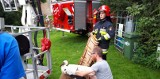 Glinki. Strażacy pomogli bocianowi