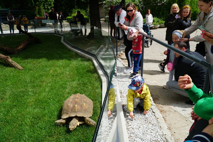 Berenik był w niedzielę gwiazdą dnia