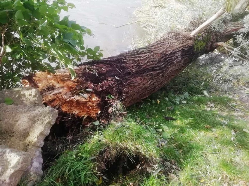 Pod wpływem silnego wiatru drzewo złamało się i zraniło dwie...