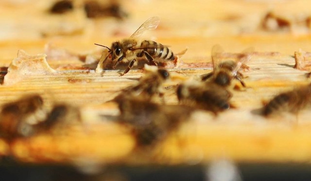 Praca pszczół została wyceniona na... 265 mld euro!