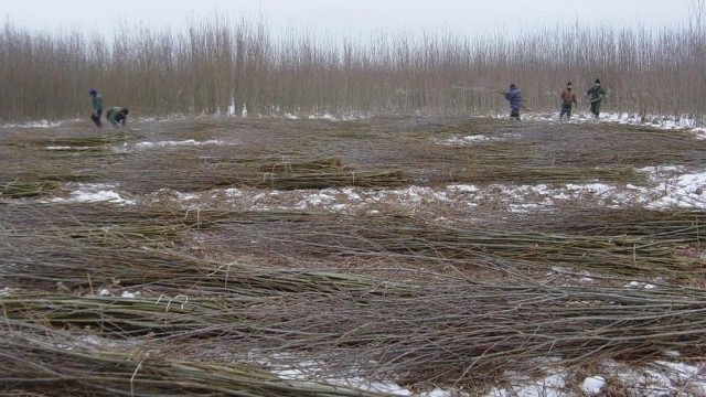 W naszym regionie jak grzyby po deszczu powstają plantacje wierzby energetycznej, które służą jako biopaliwo w przedsiębiorstwach produkujących ciepło. Na zdjęciu plantacja na terenie gminy Nowa Dęba, gdzie właśnie trwają żniwa.