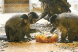 Zwierzęta w zoo karmione są dziś mrożonymi owocami i lodami [zdjęcia]