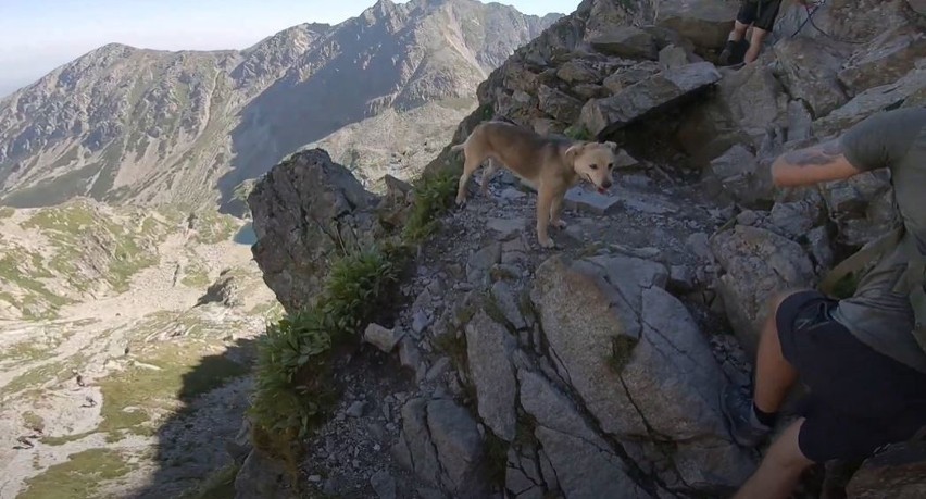 Tatry. Pod Zawratem utknął... pies. Czy trzeba będzie znosić go na dół? [13.08.]