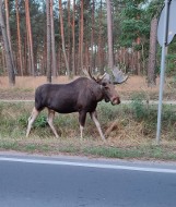 Populacja łosi jest coraz większa. Zwierzęta są piękne, ale sprawiają dużo kłopotów