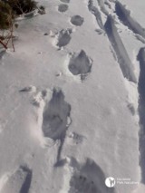 Tatry. Niedźwiedzie już nie śpią. Buszują m.in. w rejonie Hali Gąsienicowej