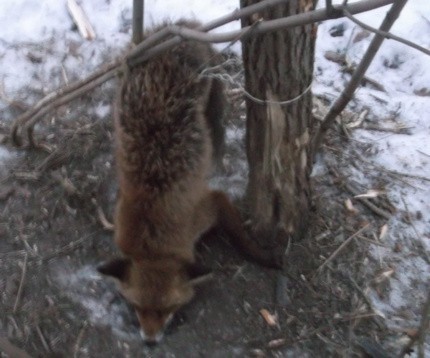 Martwy lis odnaleziony przy ul. Bytomskiej