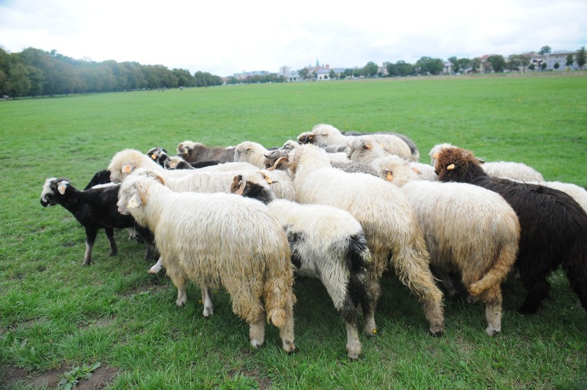 Owce na wynajem nie tylko do strzyżenia trawnika. Miasta płacą za owcodni. Brzmi jak żart, ale nie do końca nim jest