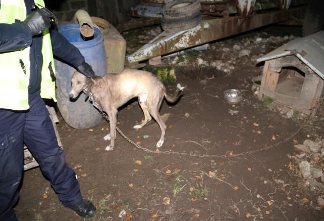 Takiego psa policjanci zastali w gminie Stopnica