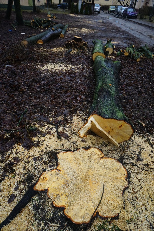 Mieszkańcy oburzeni wycinką drzew/zdjęcie ilustracyjne