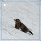 Tatry. Świstaki już wstały. A to oznacza koniec ze skitourami w całych Tatrach