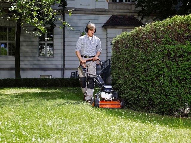 Ścinanie trawy na wysokość mniejszą niż 2,5 cm znacznie ją osłabia