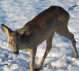 Urzędnicy z Nysy nie wiedzieli, kto ma zająć się ranną sarną