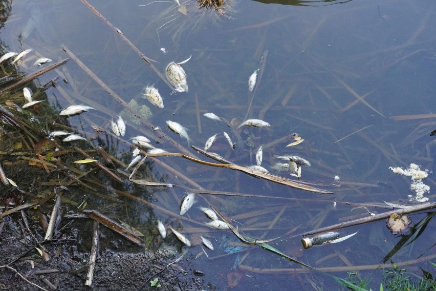 Śnięte ryby - zdjęcie ilustracyjne