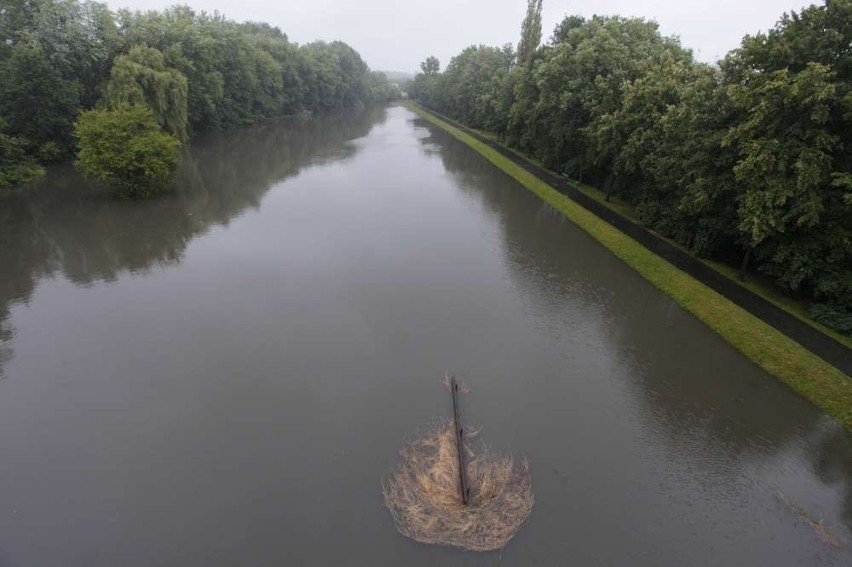 Bogdanka w Poznaniu