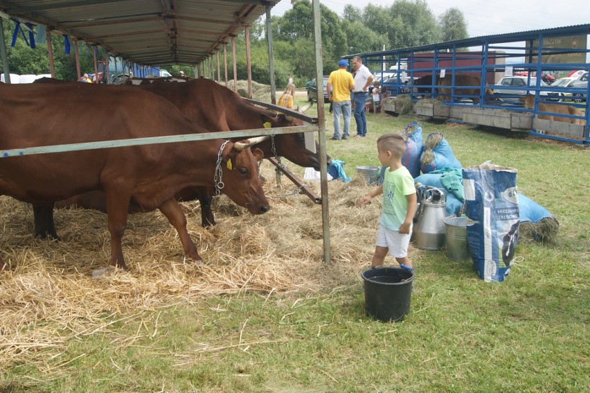 Wystawa zwierząt hodowlanych w Ludźmierzu. Tą imprezę pokocha każdy dzieciak!