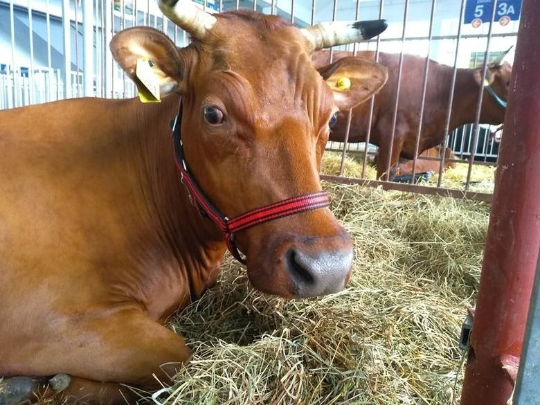 Agro Pomorska odcinek 63: Relacja z wystawy zwierząt hodowlanych w Poznaniu [wideo]