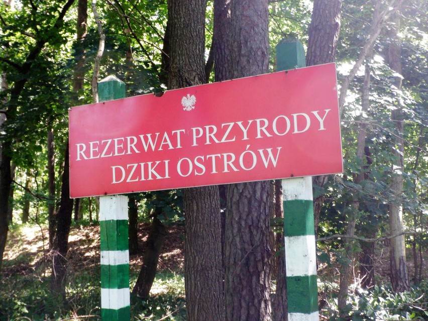 Dziki Ostrów to rezerwat przyrody. Utworzono go w roku 1977...