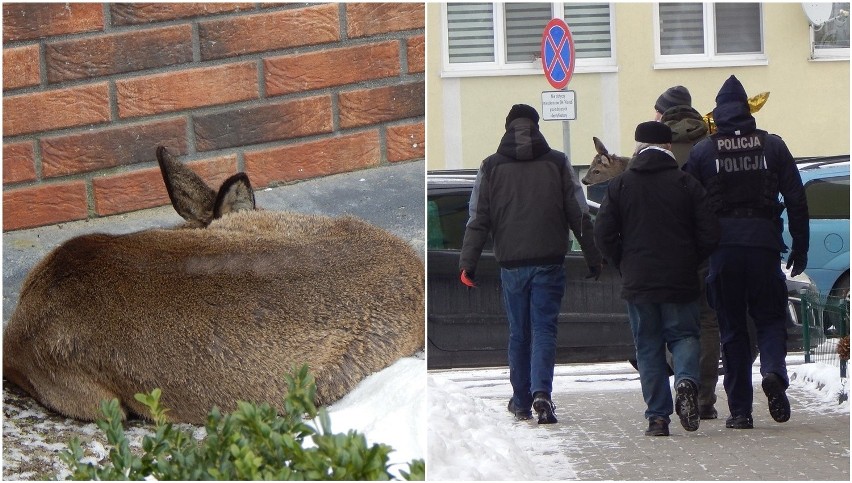 Akcja ratunkowa sarenki w Ustce. Pomogli policjanci [ZDJĘCIA]