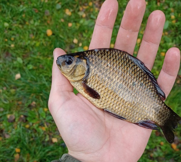 Mały lin niedługo znajdzie się w swoim żywiole