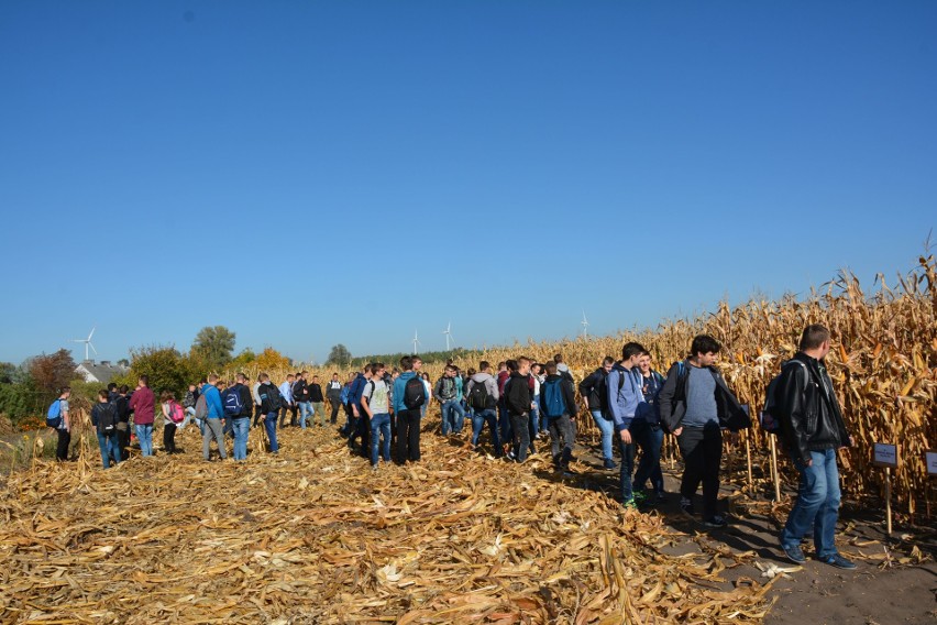 Uczniowie, rolnicy, naukowcy - spotkali się w Przemystce na Dniach Pola. Gwiazdą dnia była kukurydza