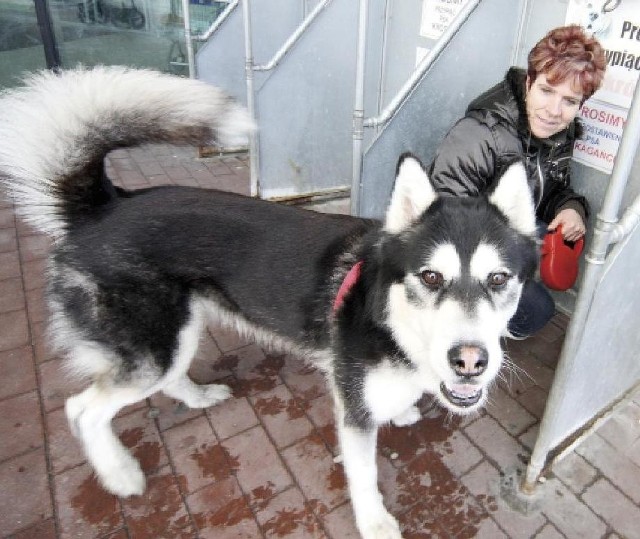 Według uchwalonego w 2006 roku prawa, w Słupsku osoby poniżej 18 roku życia nie mogły wyprowadzać psów. Na zdjęciu pani Mariola ze Słupska ze swoim pupilem Ejzanem.