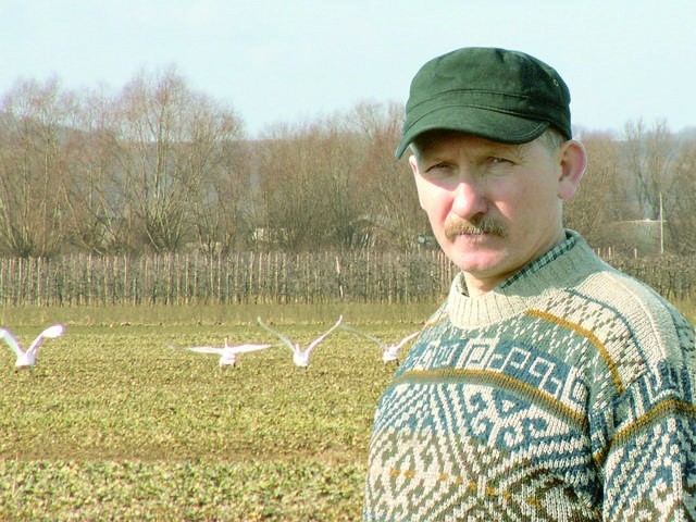 Stanisławowi Kulwickiemu sporą część upraw zimą i wiosną zniszczyły łabędzie. W sierpniu tego roku znowu posiał rzepak. - I kłopot  z żarłocznymi ptakami znowu powróci - obawia się rolnik.