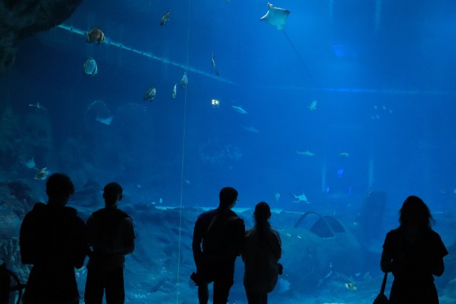 Uczestnicy nocnego zwiedzania przenocują w strefie oceanicznej Orientarium.