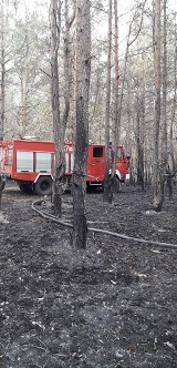 Gmina Odrzywół wyznaczyła nagrodę - pięć tysięcy złotych za wskazanie podpalacza lasów