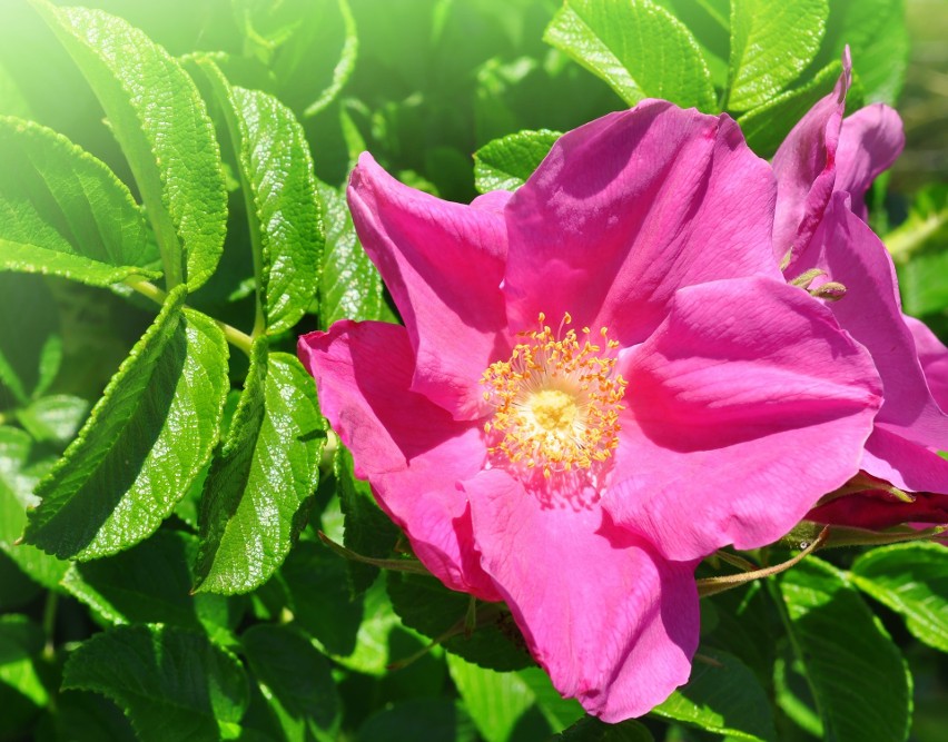 Maseczka z płatków dzikiej róży to naturalny i aromatyczny...