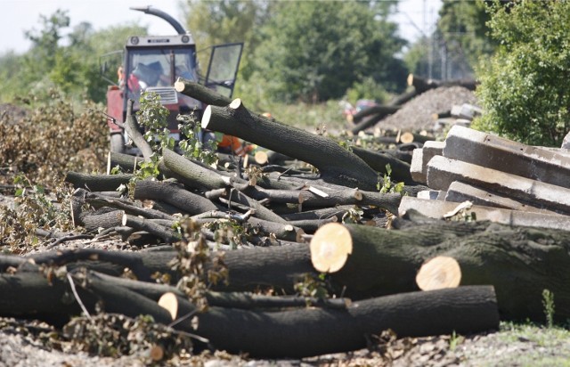 Masowa wycinka drzew i coraz mniej zieleni we Wrocławiu to jeden z tematów, o których będą dyskutować mieszkańcy miasta